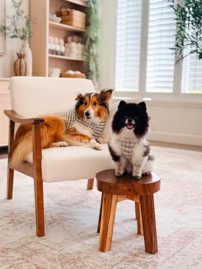 Two dogs in Houndstooth Dog Sweaters, a sheltie on a chair and a pomeranian on a stool