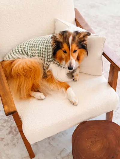 Sheltie wearing a sage Houndstooth Dog Sweater on a cream chair