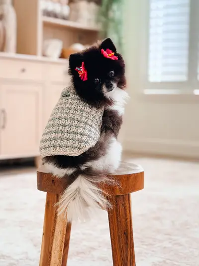 Black and white pomeranian with a red bow wearing a Houndstooth Dog Sweater