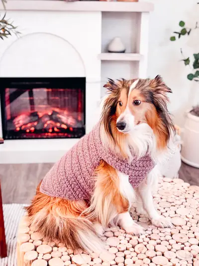Sheltie wearing a pink Wheat Stitch Crochet Dog Sweater by a fireplace