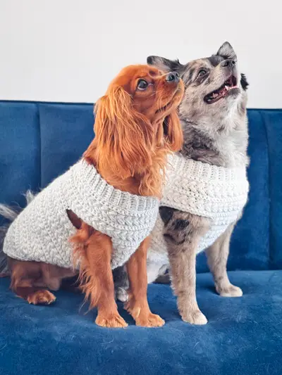 Two dogs wearing cream Wheat Stitch Crochet Dog Sweaters on a blue sofa
