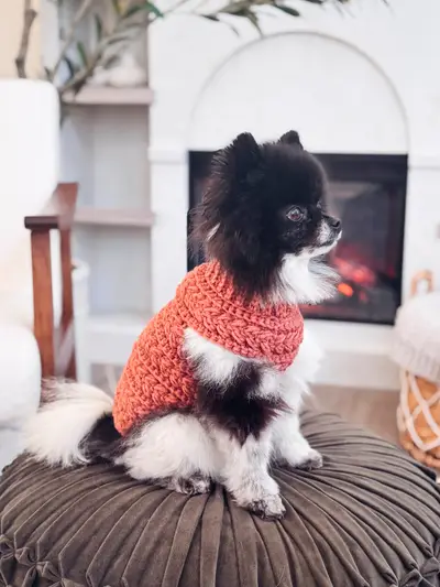 Pomeranian wearing a rust Wheat Stitch Crochet Dog Sweater
