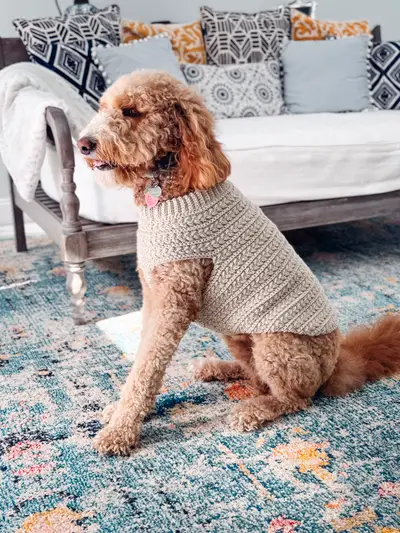 Goldendoodle wearing an oatmeal Wheat Stitch Crochet Dog Sweater